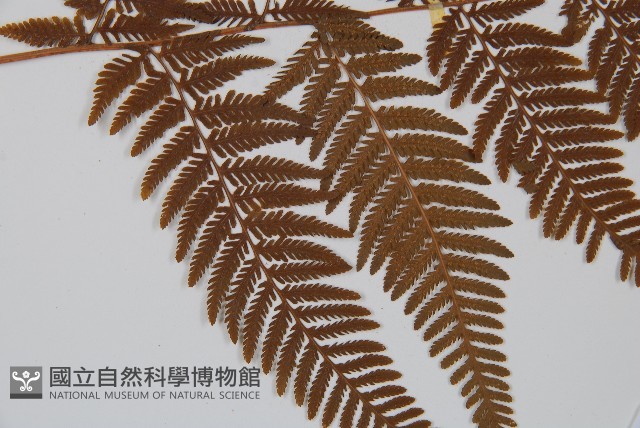 金狗毛蕨藏品圖，第4張