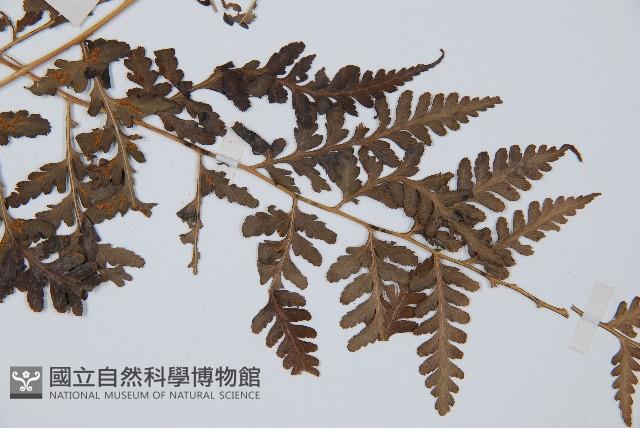 脆葉軸果蕨藏品圖，第5張
