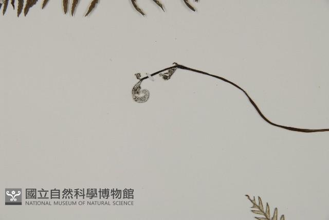 粉葉蕨藏品圖，第5張