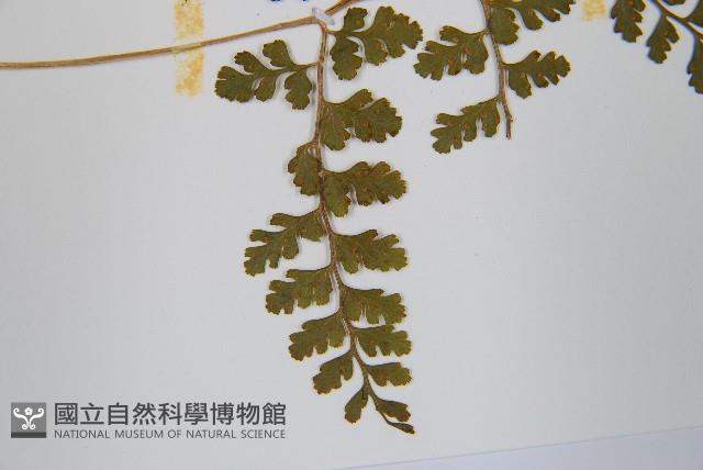 寬葉冷蕨藏品圖，第5張