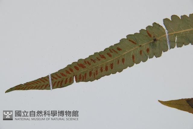 裂葉雙蓋蕨藏品圖，第5張