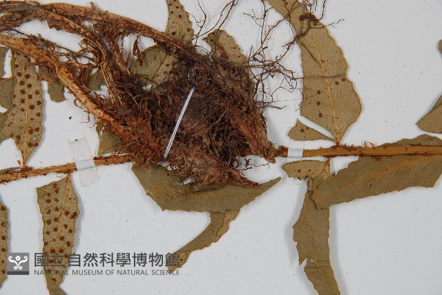 鐮羽貫眾藏品圖，第8張