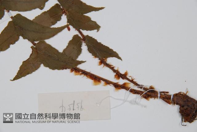 貫眾蕨藏品圖，第5張