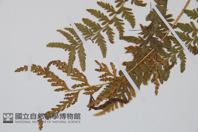 細毛碗蕨藏品圖，第3張