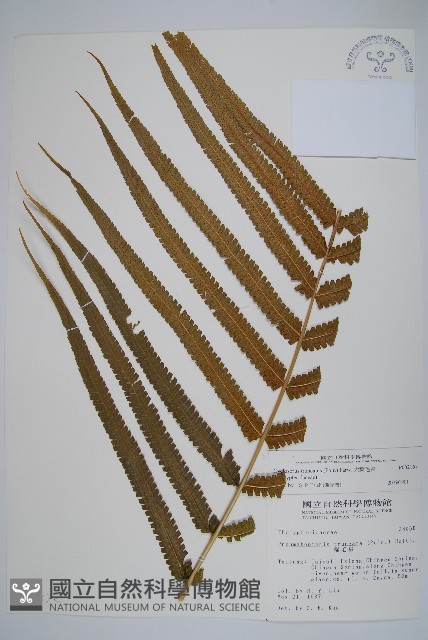 大葉毛蕨藏品圖，第5張