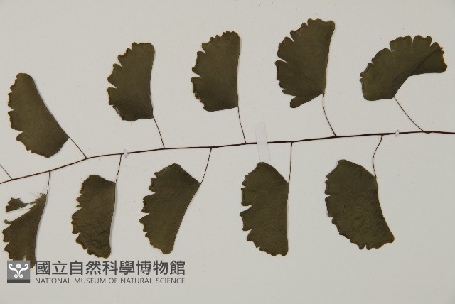 半月形鐵線蕨藏品圖，第5張