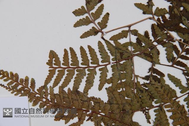 山蹄蓋蕨藏品圖，第5張