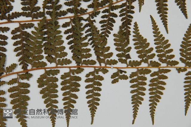 刺柄碗蕨藏品圖，第8張