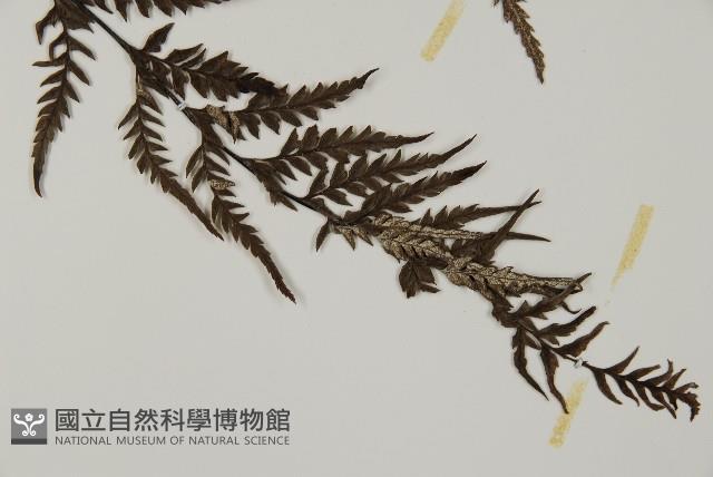 粉葉蕨藏品圖，第5張