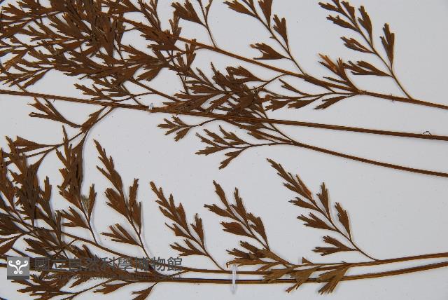 威氏鐵角蕨藏品圖，第5張