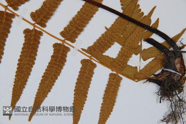 菜蕨藏品圖，第5張