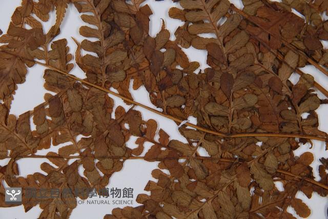 草綠短腸蕨藏品圖，第5張
