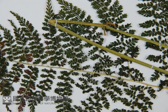 稀子蕨藏品圖，第5張