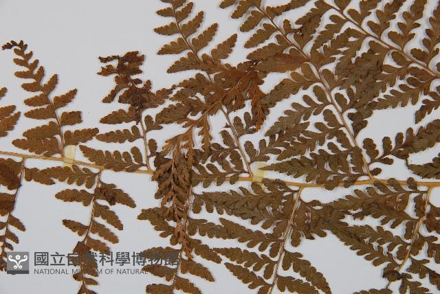 刺柄碗蕨藏品圖，第5張