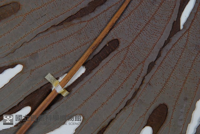 雙扇蕨藏品圖，第4張