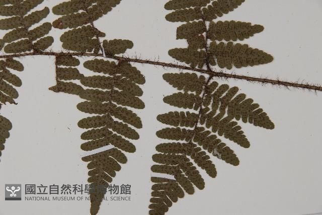 愛德氏肋毛蕨藏品圖，第5張