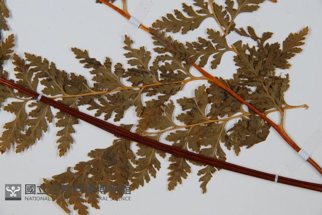 光葉碗蕨藏品圖，第5張