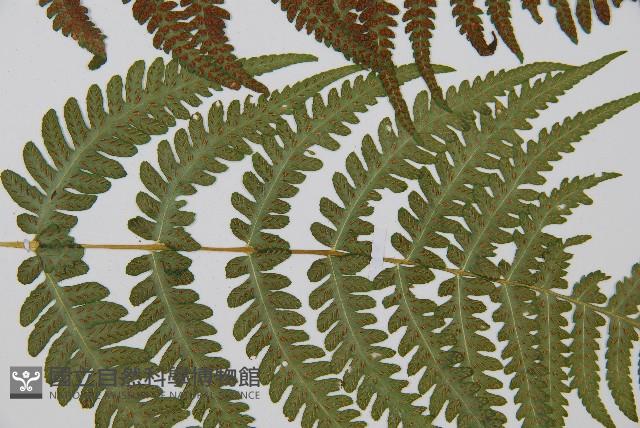 東洋蹄蓋蕨藏品圖，第5張