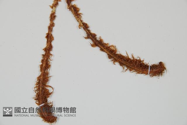 鐮羽貫眾藏品圖，第5張