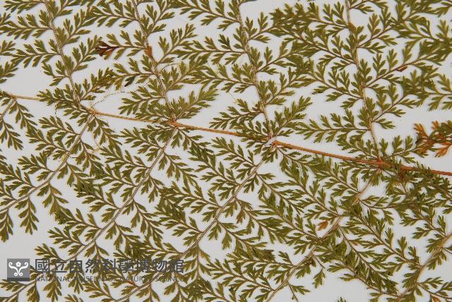 台灣小膜蓋蕨藏品圖，第4張