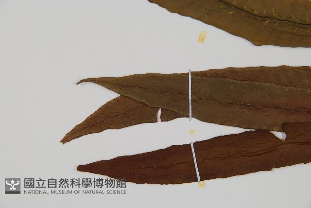 單葉雙蓋蕨藏品圖，第5張