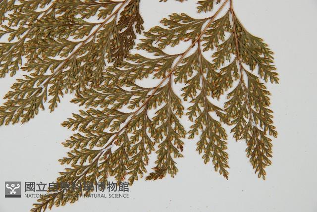 海州骨碎補藏品圖，第5張