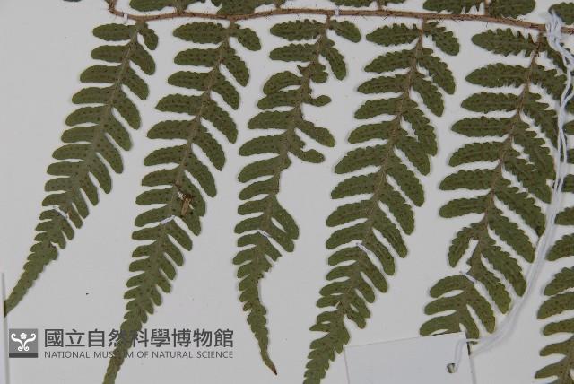 愛德氏肋毛蕨藏品圖，第5張