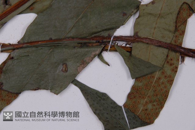 翅柄三叉蕨藏品圖，第8張