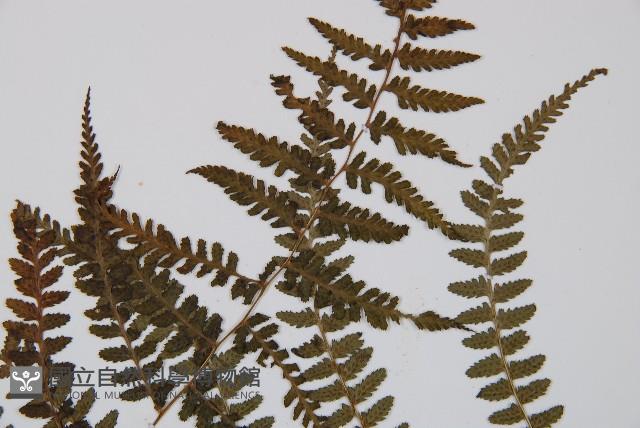 對生蹄蓋蕨藏品圖，第5張