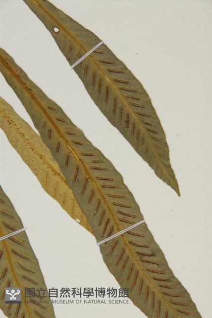 叢葉鐵角蕨藏品圖，第5張