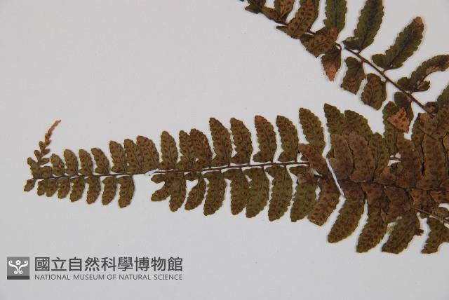 紅苞蹄蓋蕨藏品圖，第5張