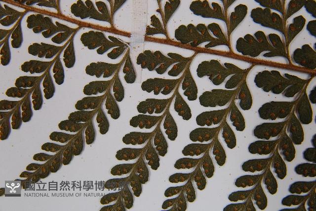 熱帶鱗蓋蕨藏品圖，第5張