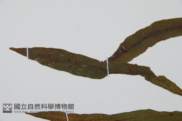 單葉雙蓋蕨藏品圖，第5張