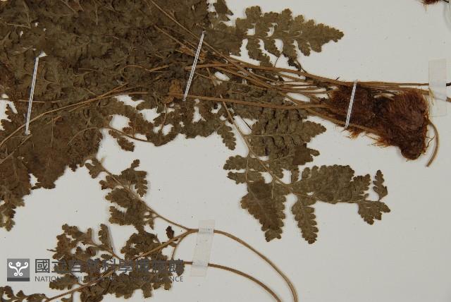 腫足蕨藏品圖，第5張