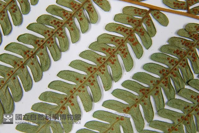 蘭嶼筆筒樹、蘭嶼桫欏藏品圖，第5張