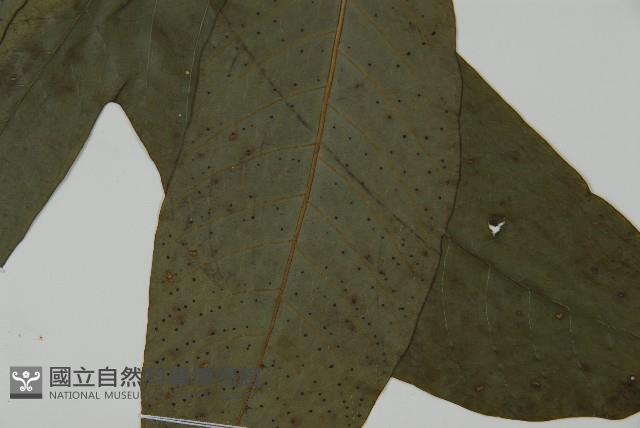 南投三叉蕨藏品圖，第5張