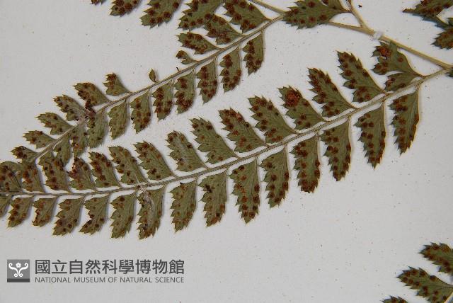 斜方複葉耳蕨藏品圖，第5張