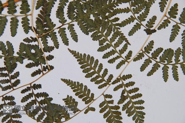 假冷蕨藏品圖，第5張