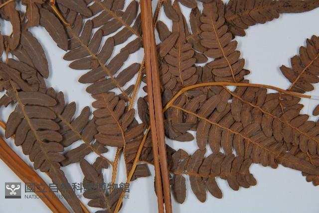 蕨藏品圖，第5張