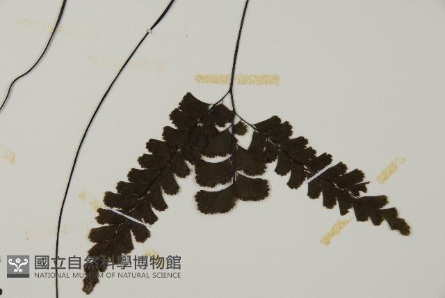 長尾鐵線蕨藏品圖，第5張