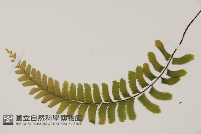 Accession Number:P011547 Collection Image, Figure 5, Total 5 Figures