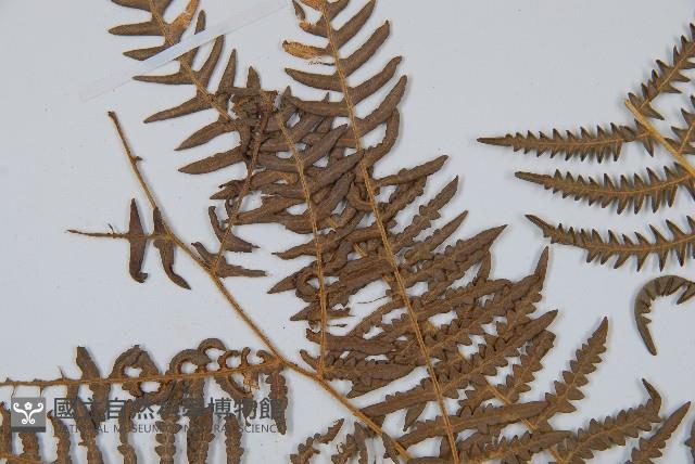 密毛蕨、巒大蕨藏品圖，第5張
