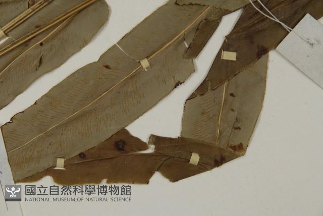 日本鳳丫蕨藏品圖，第5張