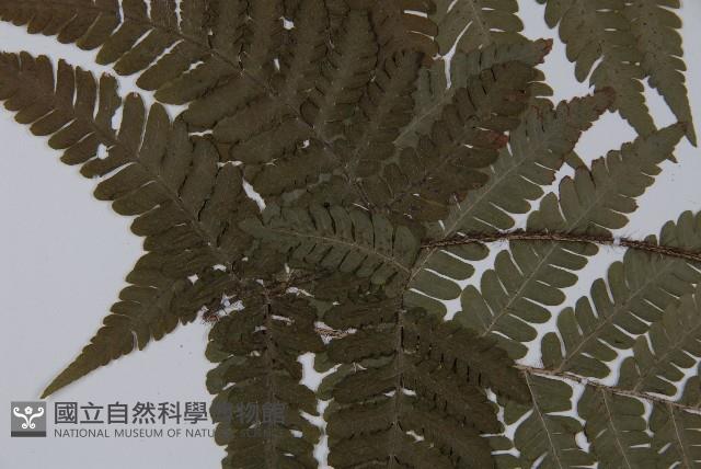 愛德氏肋毛蕨藏品圖，第4張