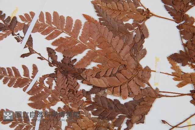 細葉複葉耳蕨藏品圖，第4張