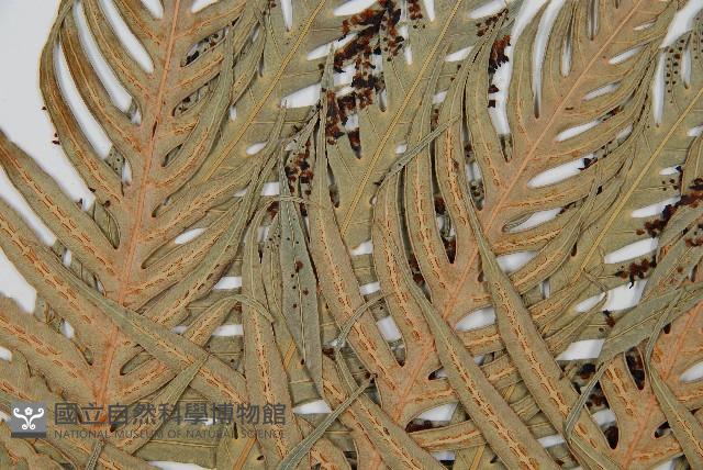 東方狗脊蕨藏品圖，第5張