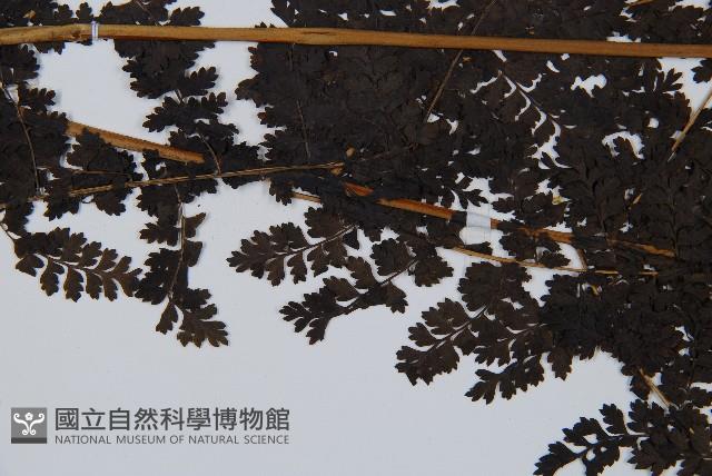 稀子蕨藏品圖，第5張