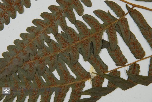 毛柄短腸蕨藏品圖，第5張