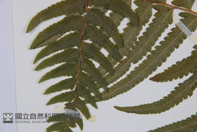 邊緣鱗蓋蕨藏品圖，第5張