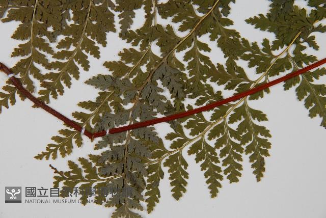 華南鱗蓋蕨藏品圖，第5張